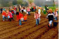 Foto-37b_Kartoffelpflanzen