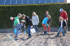 Kartoffelpflanzen1