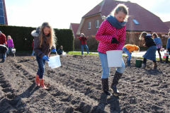 Kartoffelpflanzen2