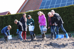 Kartoffelpflanzen3